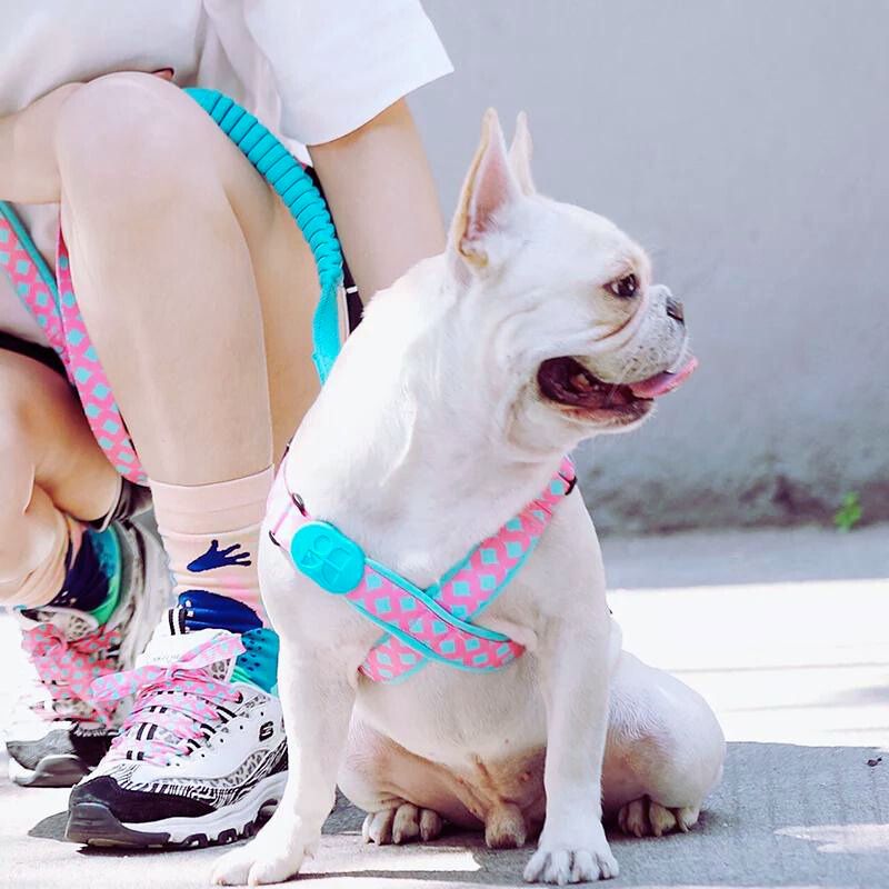 Colorful PRO Protective Trachea Dog X Harness