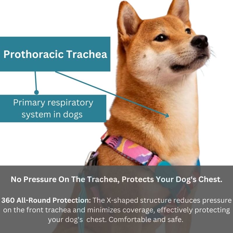 Colorful PRO Protective Trachea Dog X Harness